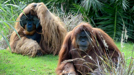 ZOO Fans - a smarter approach to animal comfort and sustainability