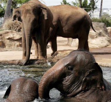 Creature Comforts at Taronga Zoo. 